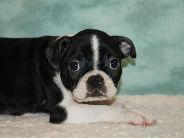 Boston Terrier DOG Male Blk & wh 9478 Petland Rome, Georgia