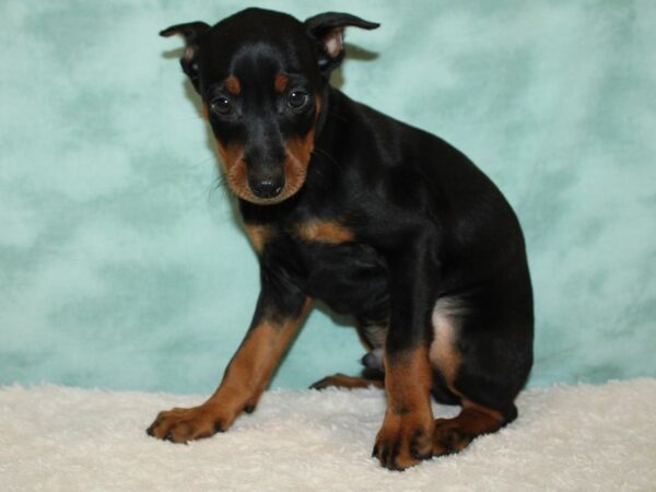 Miniature Pinscher DOG Male Black / Tan 20430 Petland Rome, Georgia