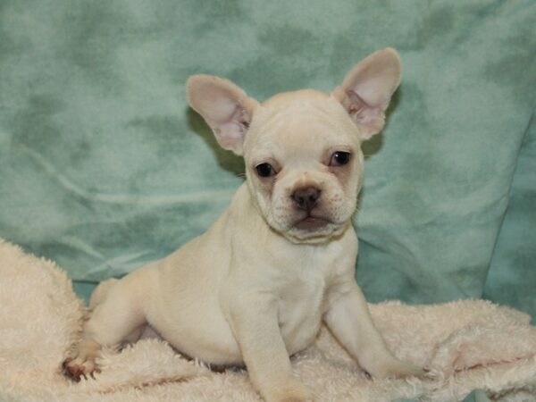 French Bulldog DOG Female Cream 20452 Petland Rome, Georgia