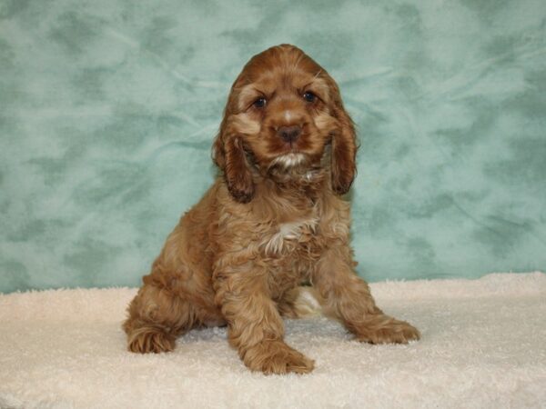 Cocker Spaniel-Dog-Female-Ruby-20454-Petland Rome, Georgia