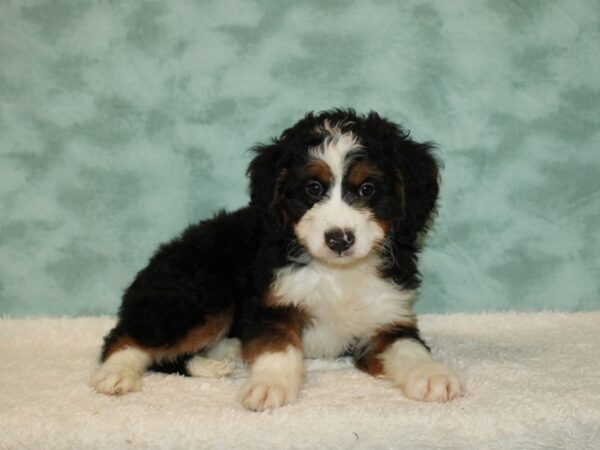 Bernedoodle F1B-DOG-Male-Tri-Colored-20456-Petland Rome, Georgia