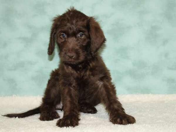 Labradoodle DOG Female Chocolate 20455 Petland Rome, Georgia