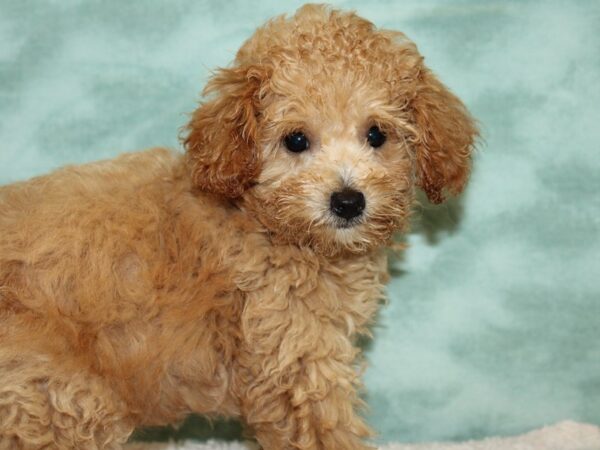 Poodle-DOG-Female-Apricot-20447-Petland Rome, Georgia