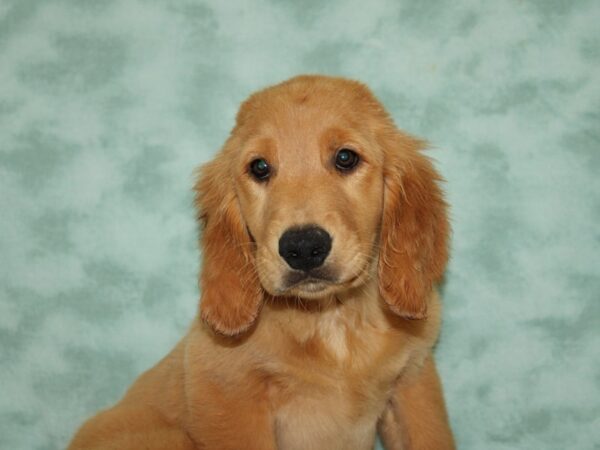 Golden Retriever DOG Male Golden 20446 Petland Rome, Georgia