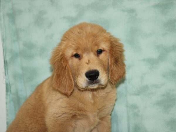 Golden Retriever DOG Female Golden 20445 Petland Rome, Georgia