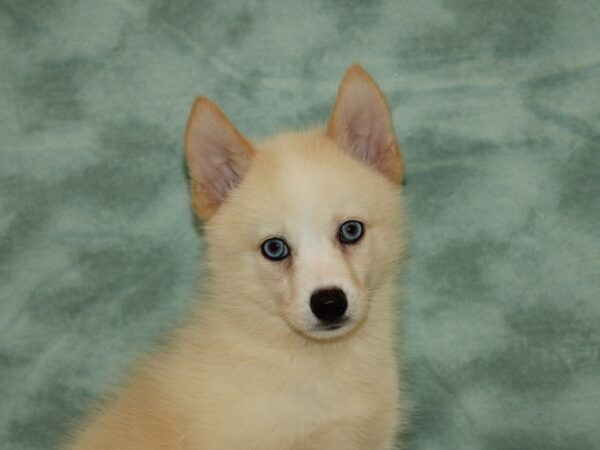 Pomsky DOG Male Cream 20449 Petland Rome, Georgia