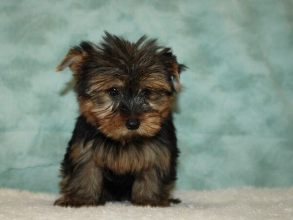 Yorkshire Terrier DOG Male Black & Tan 20460 Petland Rome, Georgia