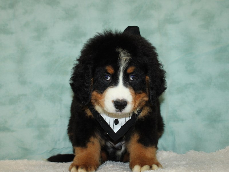 Bernese Mountain Dog-Male-black, white, and tan-3760914-Petland Rome