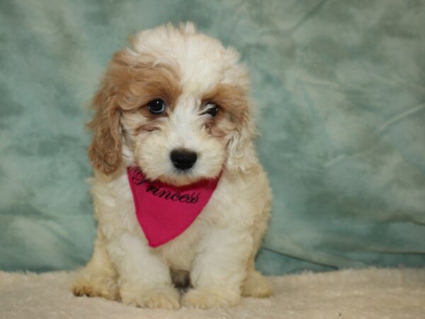 Comfort Goldendoodle-DOG-Female--20459-Petland Rome, Georgia