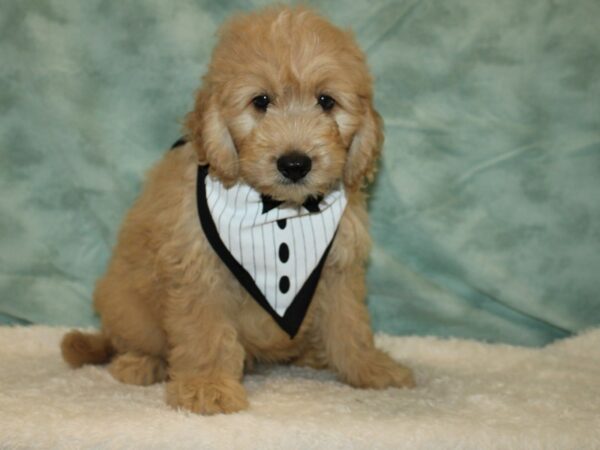 Comfort Goldendoodle DOG Male 20458 Petland Rome, Georgia