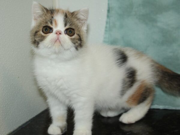 Exotic Short Hair-CAT-Female-Dilute Calico-20470-Petland Rome, Georgia