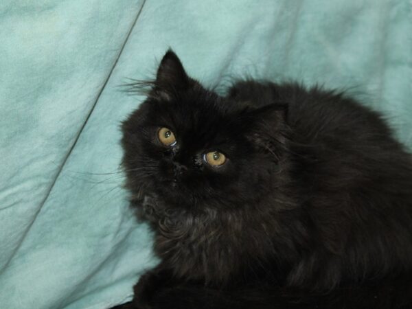 Exotic Short Hair-CAT-Male-Black-20471-Petland Rome, Georgia