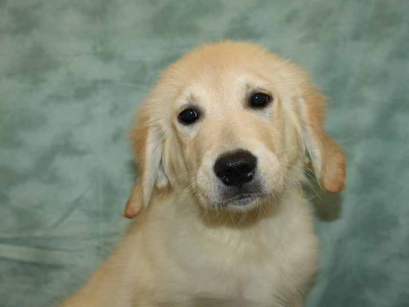 Golden Retriever Puppy Cream ID9491 Located at Petland Rome,