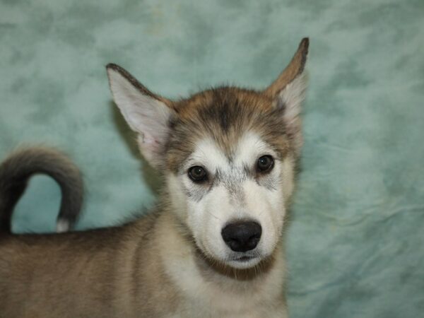 Alaskan Malamute DOG Male Gray / White 20468 Petland Rome, Georgia