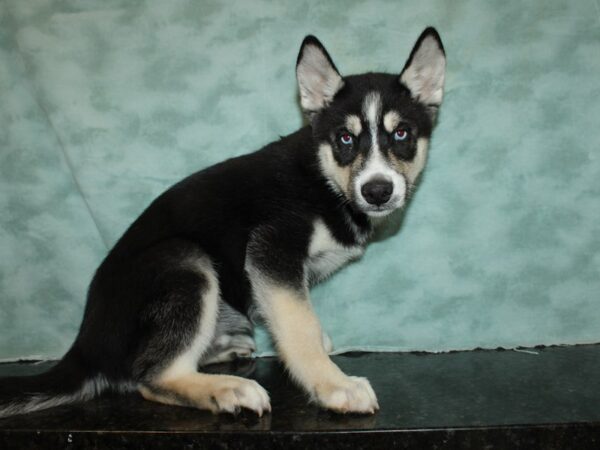 Siberian Husky DOG Male Black / White 20469 Petland Rome, Georgia