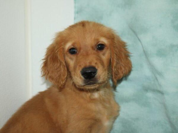 Golden Retriever DOG Male Golden 9492 Petland Rome, Georgia