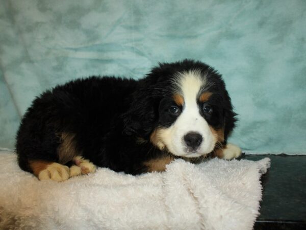 Bernese Mountain Dog DOG Female tri 9502 Petland Rome, Georgia