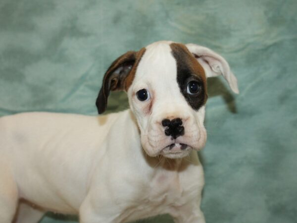 Boxer DOG Female White 9485 Petland Rome, Georgia