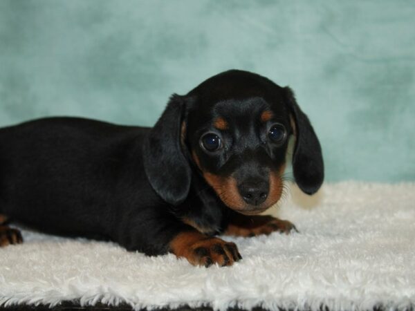 Dachshund Dog Female Black / Tan 9486 Petland Rome, Georgia