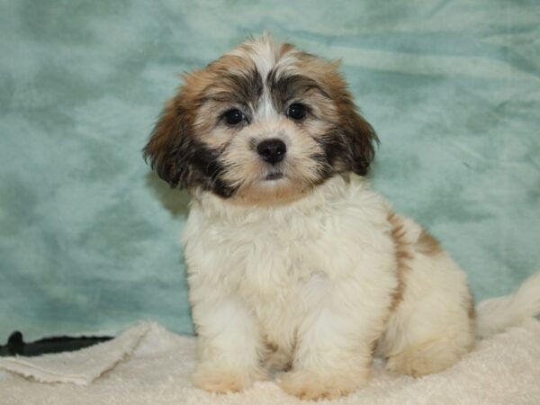 Teddy Bear DOG Male Brown / White 20472 Petland Rome, Georgia