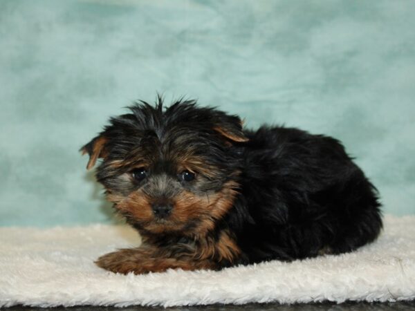 Yorkshire Terrier DOG Female Black / Tan 9490 Petland Rome, Georgia