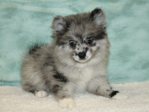 Pomeranian DOG Male Blue merle 20473 Petland Rome, Georgia