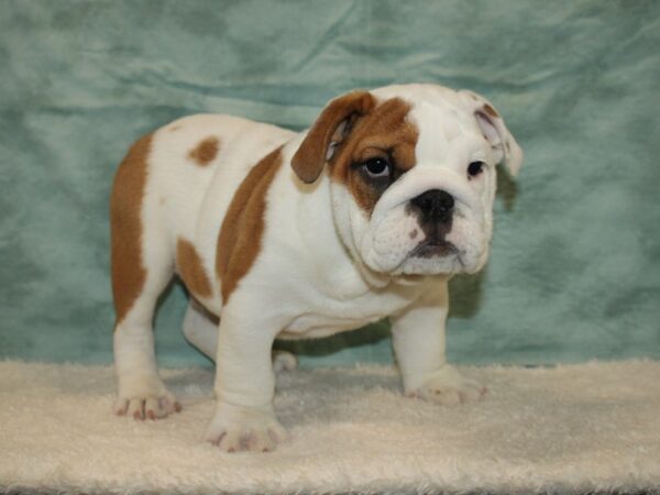 English Bulldog DOG Male red fawn & white 20477 Petland Rome, Georgia