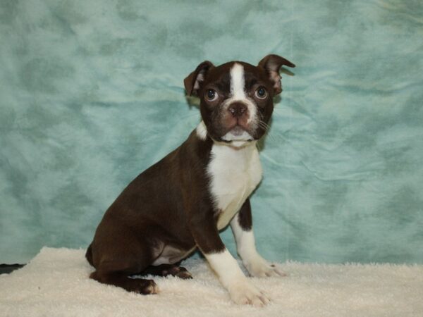 Boston Terrier DOG Male red seal 20407 Petland Rome, Georgia