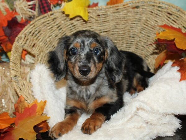 Dachshund DOG Female Blue / Tan 9507 Petland Rome, Georgia