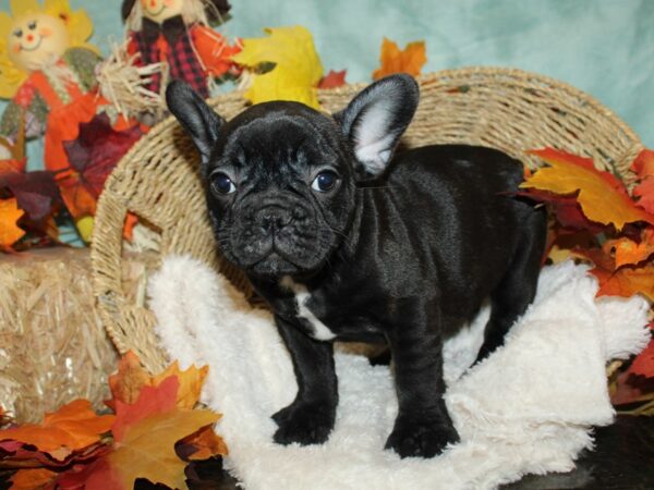 French Bulldog DOG Male Brindle 20483 Petland Rome, Georgia