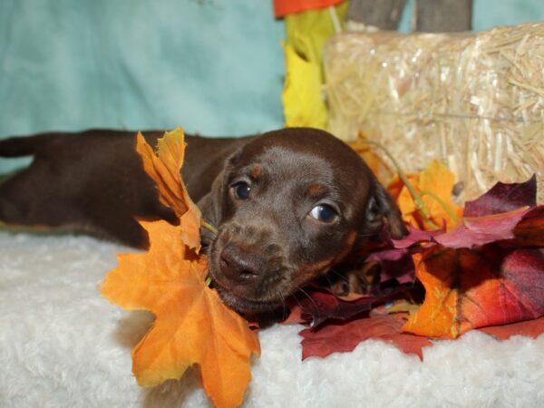 Dachshund DOG Female Chocolate White Tan 20501 Petland Rome, Georgia