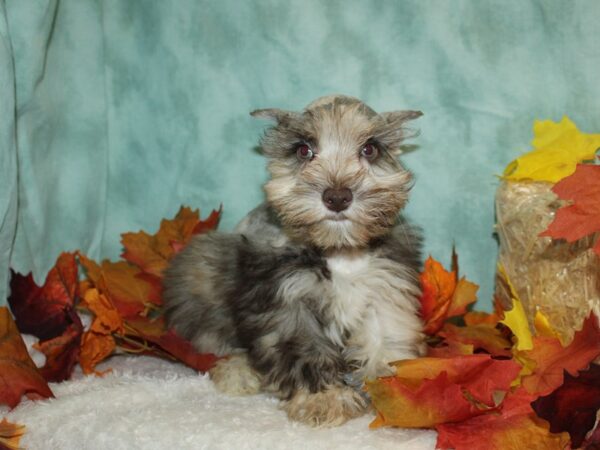 Miniature Schnauzer DOG Male Chocolate Merle 9510 Petland Rome, Georgia