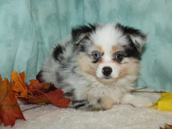 Australian Shepherd DOG Male Tri-Colored 20514 Petland Rome, Georgia