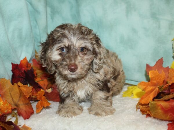 Doxiepoo-DOG-Female--20509-Petland Rome, Georgia