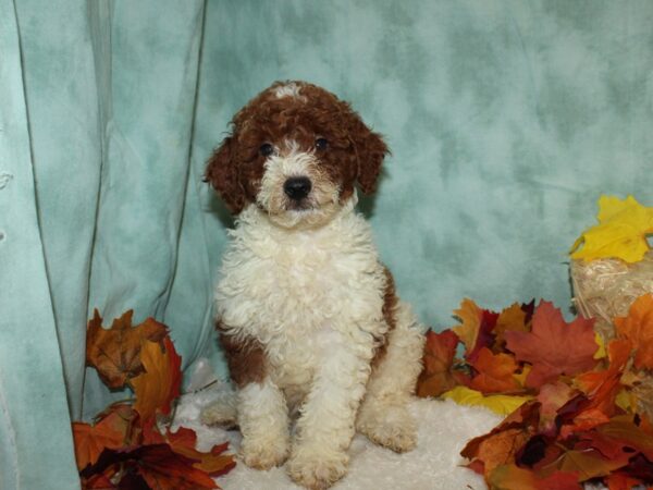 Miniature Poodle DOG Male 20511 Petland Rome, Georgia