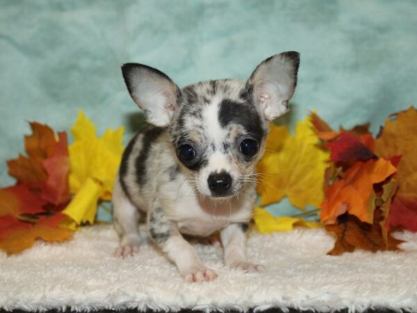 Chihuahua Dog Female Blue Merle 20533 Petland Rome, Georgia