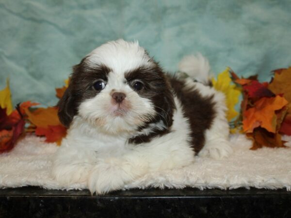 Shih Tzu Dog Female Brown and White 9536 Petland Rome, Georgia