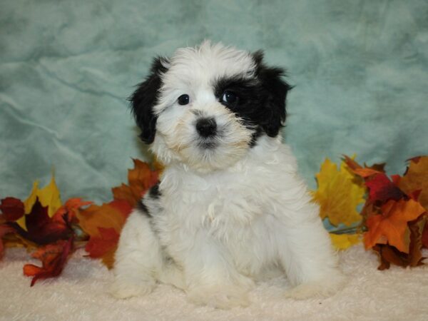 Daisy Dog Dog Female Black and White 20537 Petland Rome, Georgia