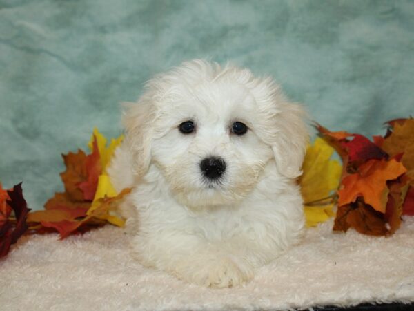 Daisy Dog Dog Male White / Tan 9534 Petland Rome, Georgia