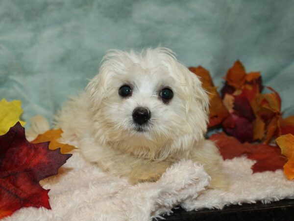 Maltese-DOG-Female--20527-Petland Rome, Georgia