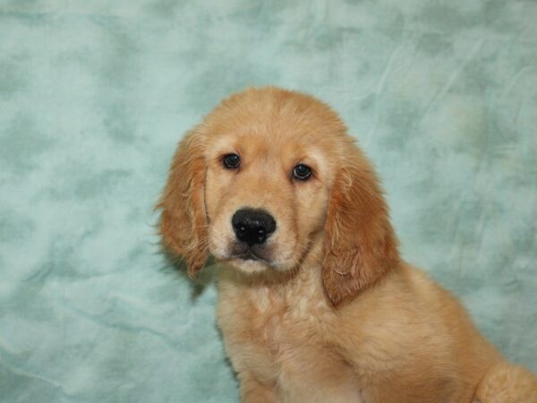 Golden Retriever Dog Male 20529 Petland Rome, Georgia