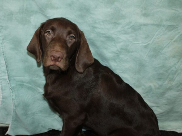 Labrador Retriever-DOG-Female--20531-Petland Rome, Georgia