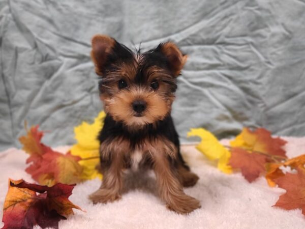 Yorkshire Terrier DOG Male Blk & tan 20543 Petland Rome, Georgia