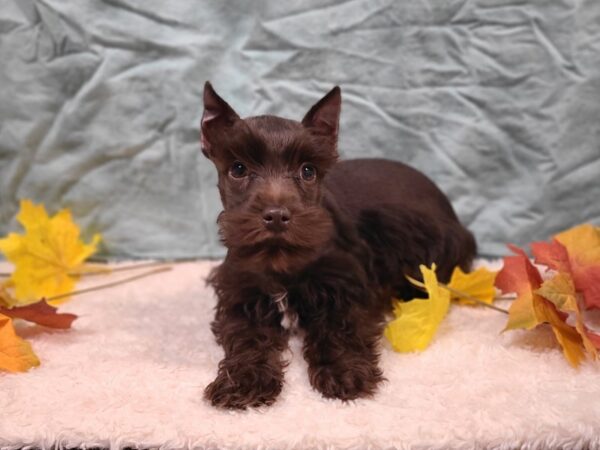 Miniature Schnauzer Dog Male Chocolate 9531 Petland Rome, Georgia