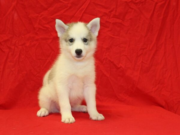 Huskimo DOG Male Grey and White 6679 Petland Rome, Georgia