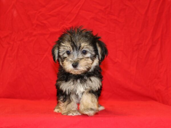 Morkie DOG Male Black and Tan 6692 Petland Rome, Georgia