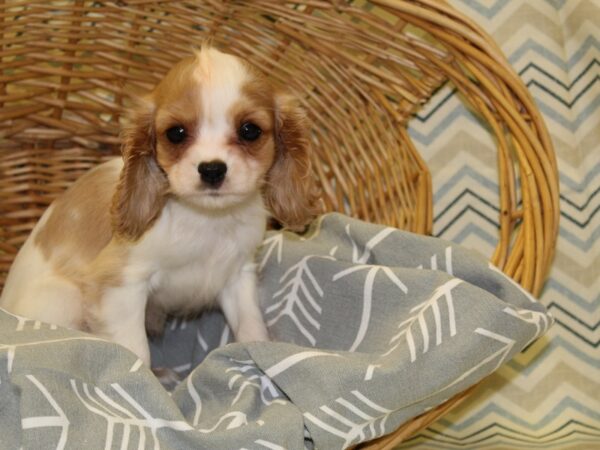 Cockalier-DOG-Male-Blenheim-16308-Petland Rome, Georgia