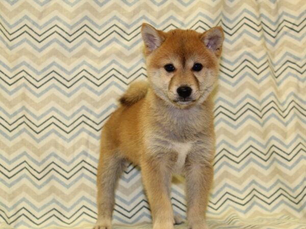 Shiba Inu DOG Male Red 6647 Petland Rome, Georgia