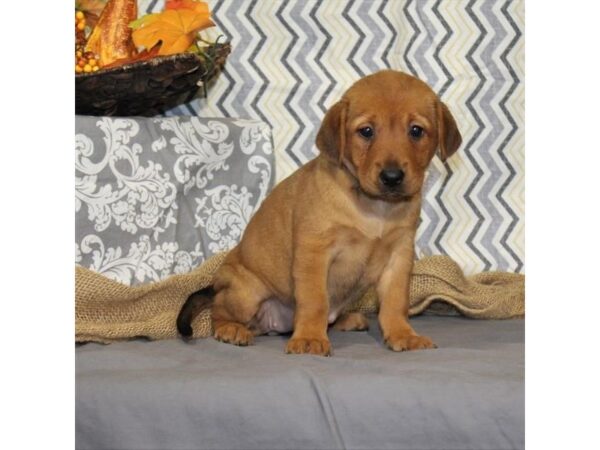 Shar-Pei/Beagle-DOG-Female-Red Fawn-6655-Petland Rome, Georgia