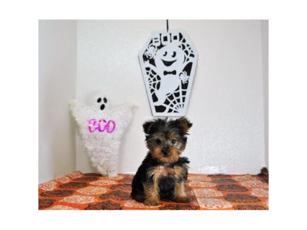 Yorkshire Terrier DOG Male Black / Tan 6662 Petland Rome, Georgia